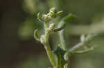 Winged pigweed